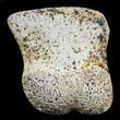 Bargain Pachycephalosaurus Toe Bone (Phalanx) - Montana #60990-1